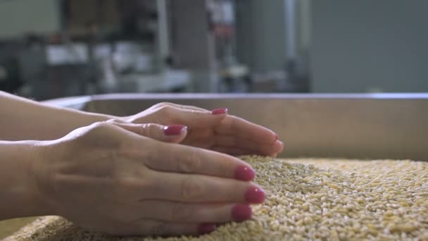 Production alimentaire. Une femme manager évalue la qualité des matières premières . — Video