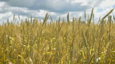 Altın buğday alan ve bulutlu gün