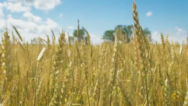 Zlaté pšeničné pole a zamračený den — Stock video