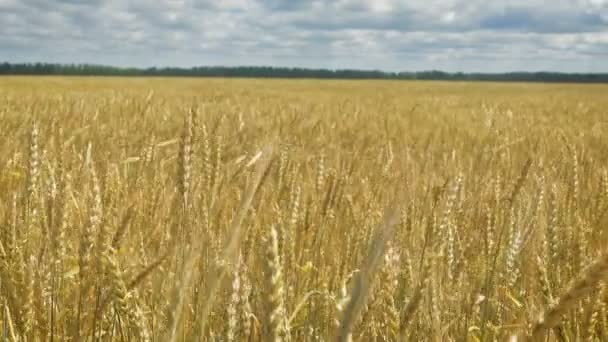 champ de blé doré et journée nuageuse 