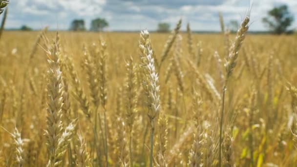 Campo de trigo dorado y día nublado — Vídeo de stock