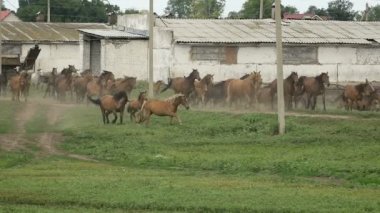 At sonbaharda mera üzerinde çalışan sürüsü