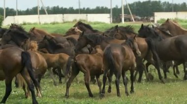 At sonbaharda mera üzerinde çalışan sürüsü