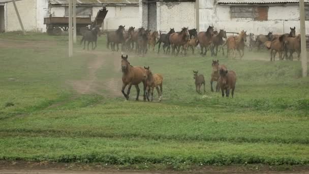 troupeau de chevaux courant sur le pâturage en automne 