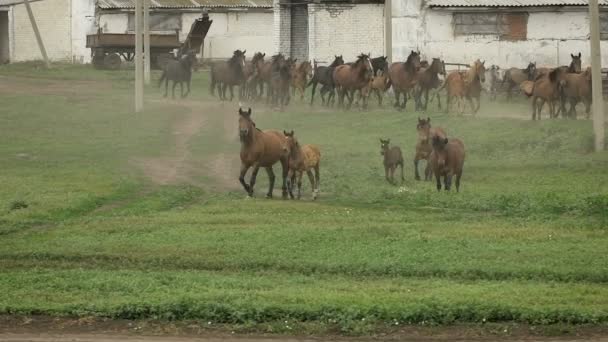 Manada de cavalos correndo no pasto no outono — Vídeo de Stock