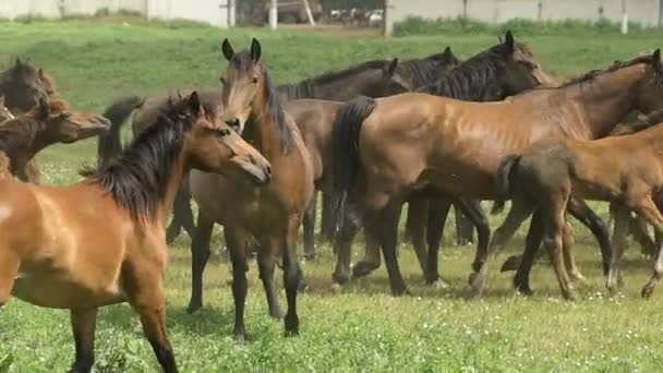 Herd of horses running on the pasture in autumn — Stock Video