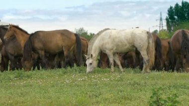 Rus Prairie at sürüsü