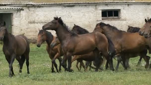 Besättningen av hästar körs på betet i höst — Stockvideo
