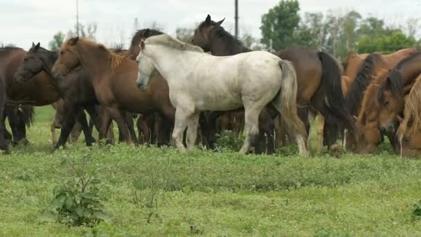 Mandria di cavalli nella prateria russa — Video Stock