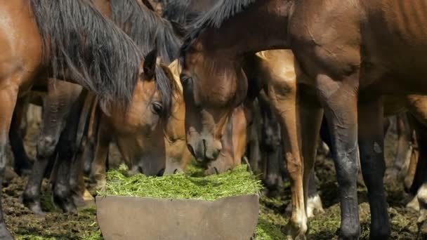 Herd of horses in the russian prairie — Stock Video