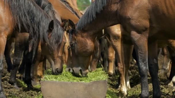 Besättningen av hästar i ryska prärien — Stockvideo