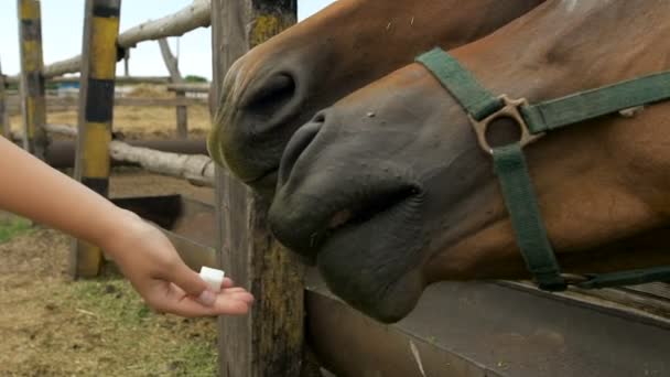 Mujer joven alimentando y cuidando de caballo marrón. Hembra con animal al aire libre . — Vídeo de stock