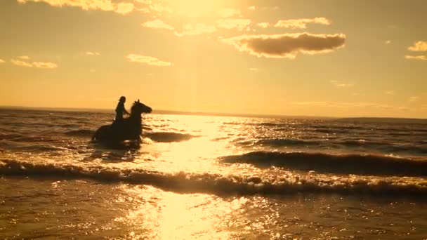Horse-riding at the beach on sunset background. — Stock Video
