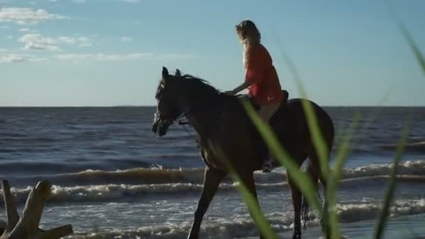 性感漂亮的年轻女人，骑着马在海滩 — 图库视频影像