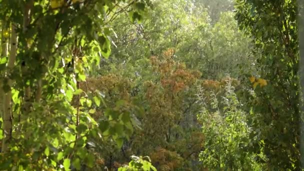 Lluvia de verano contra los árboles verdes. Clima — Vídeos de Stock