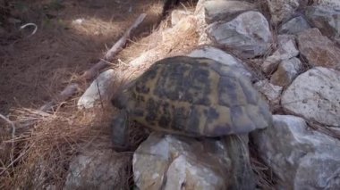 Komik kara kaplumbağası yiyecek bulmak için sürünüyor..