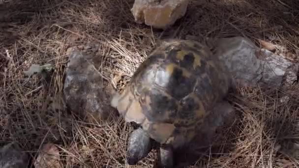 Uma tartaruga terrestre rasteja na grama e rochas. — Vídeo de Stock