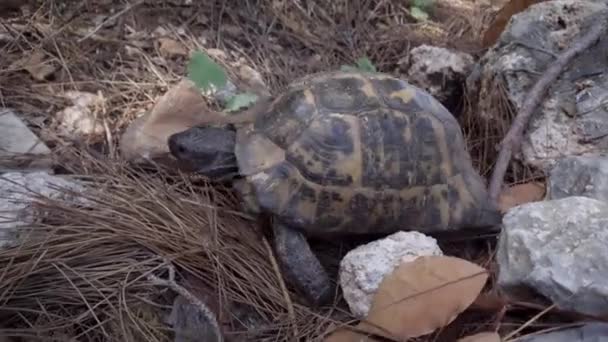 Une tortue terrestre rampant sur l'herbe et les rochers. — Video