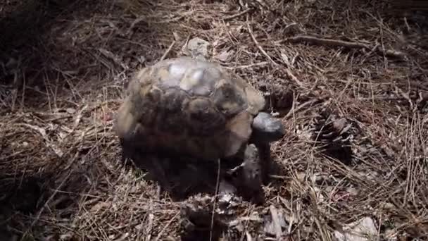 Funny land skildpadde kravler på jagt efter mad. – Stock-video