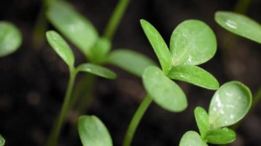 Islak fidanlar. Toprakta yeni filizlenen bitkiler..