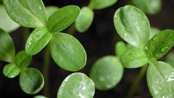 Mokré listy sazenic. Čerstvé výhonky nových rostlin v půdě. — Stock video