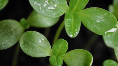 Çiçekleri sulamak. Toprakta yeni yeşil fideler