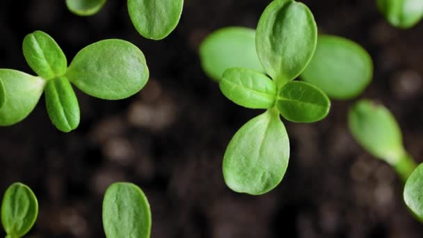 Podrobný plán nových čerstvých rostlin. Zelené sazenice jako symbol života. — Stock video