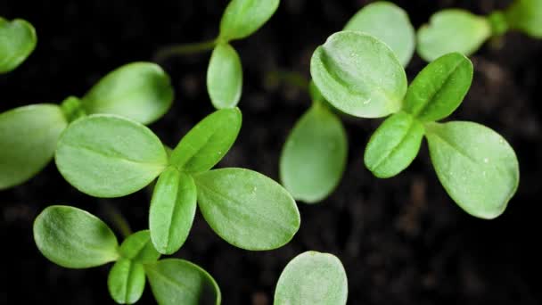 Plan zbliżenia świeżych nowych roślin. Zielone sadzonki jako symbol Å ¼ ycia. — Wideo stockowe