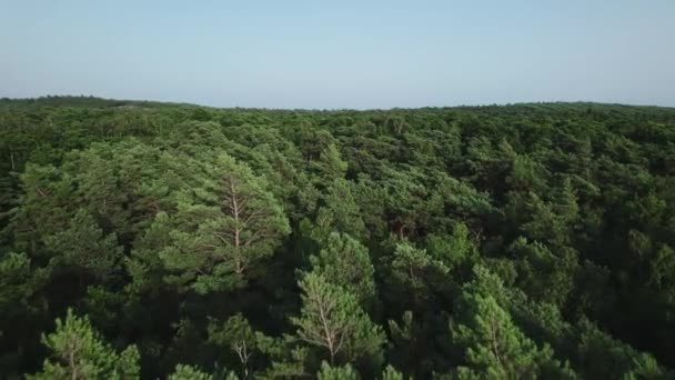Luftaufnahme eines schönen grünen Waldes. Fichten und Laubbäume bilden einen dichten Waldgürtel. — Stockvideo
