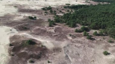 Curonian Spit, Efa dune. Bir kum tepesi bir ormanla çevrilidir..