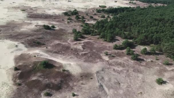 Curonian Spit, Efa duna. Písečná duna je ohraničena lesem. — Stock video