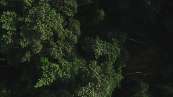 Flygfoto över en vacker grön skog. Gran- och lövträd bildar ett tätt skogsbälte. — Stockvideo