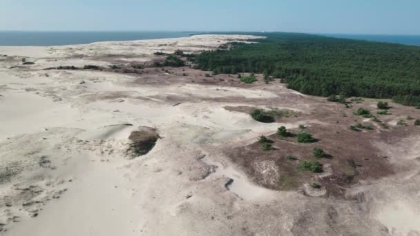 Broche couronnée, dune d'Efa. Une dune de sable est bordée par une forêt. — Video