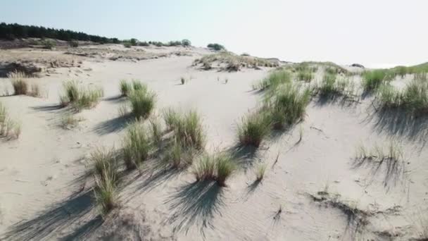 Sandlandskap med glesa buskar. — Stockvideo