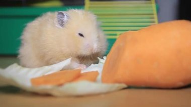 komik hamster havuç yeme