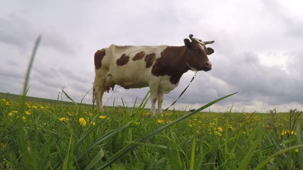 Krávy na zelené louce — Stock video