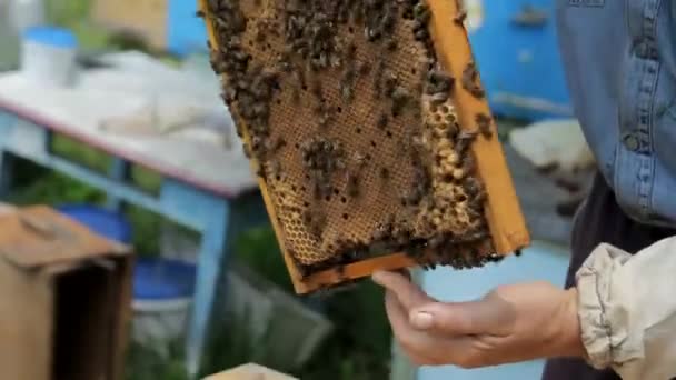 Apiculteur tenant un cadre en nid d'abeille — Video