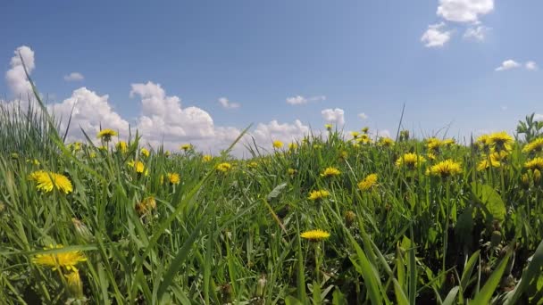 Żółte kwiaty pole pod błękitnym niebem — Wideo stockowe