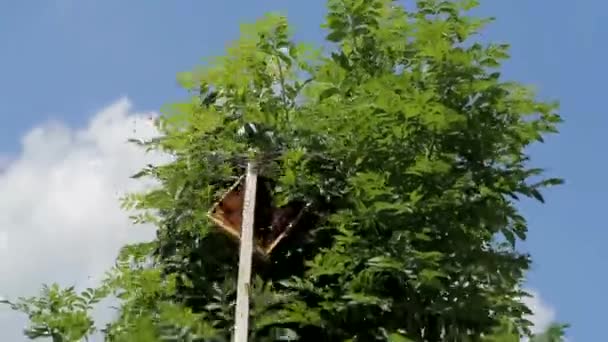 Sciame di api sul cespuglio — Video Stock