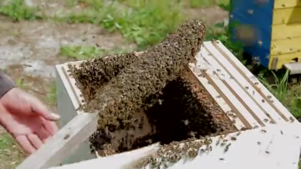 Chaleur des abeilles sur le buisson — Video