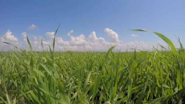 Campo de hierba verde y cielo azul brillante — Vídeo de stock