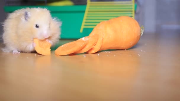 Смішний хом'ячок їсть моркву — стокове відео