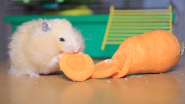 Смішний хом'ячок їсть моркву — стокове відео