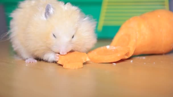 Lustiger Hamster frisst Möhre — Stockvideo