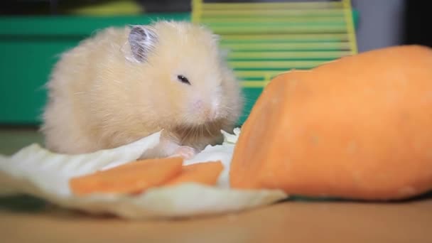 Rolig hamster äter morot — Stockvideo