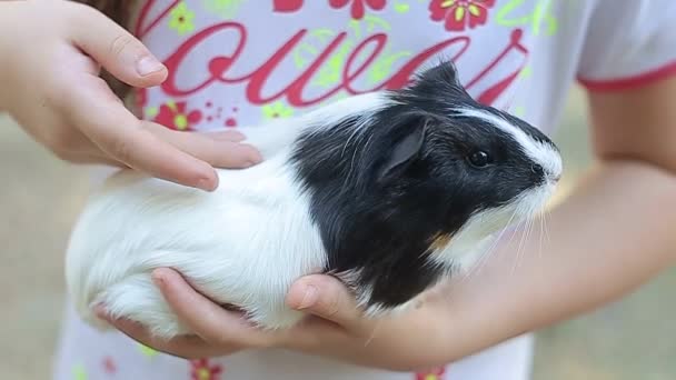 Guinea prase Cavia porcellus je populární domácí mazlíček. — Stock video