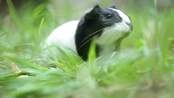 Marsvin Cavia porcellus är ett populärt husdjur. — Stockvideo