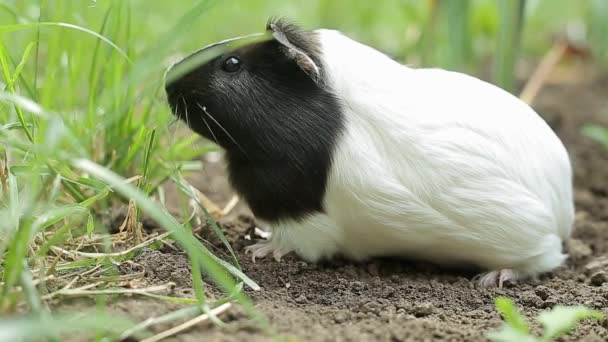 Морская свинка Cavia porcellus популярное домашнее животное. — стоковое видео