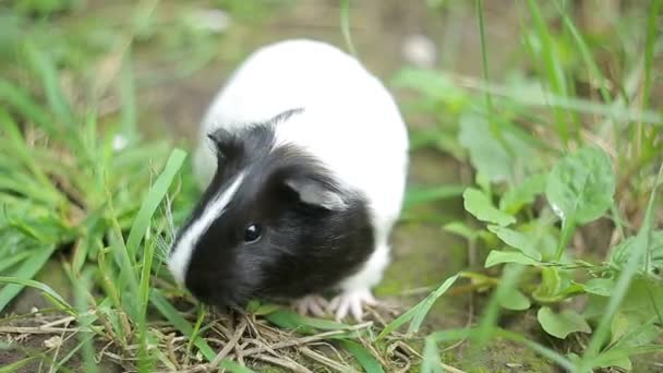 Guinea pig Cavia porcellus is a popular household pet. — Stock Video