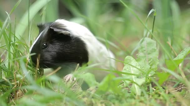 ギニア豚Cavia porcellusは人気のある家庭用ペットです. — ストック動画